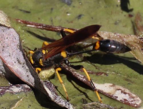 Réf. 310 883 : Sceliphron caementarium